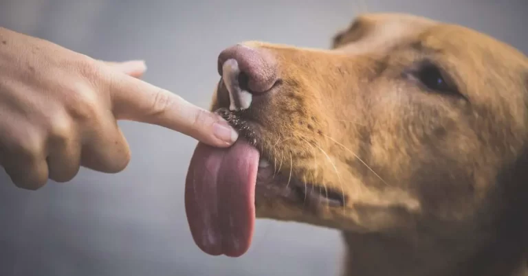 What Does It Mean When Your Dog Licks Your Face