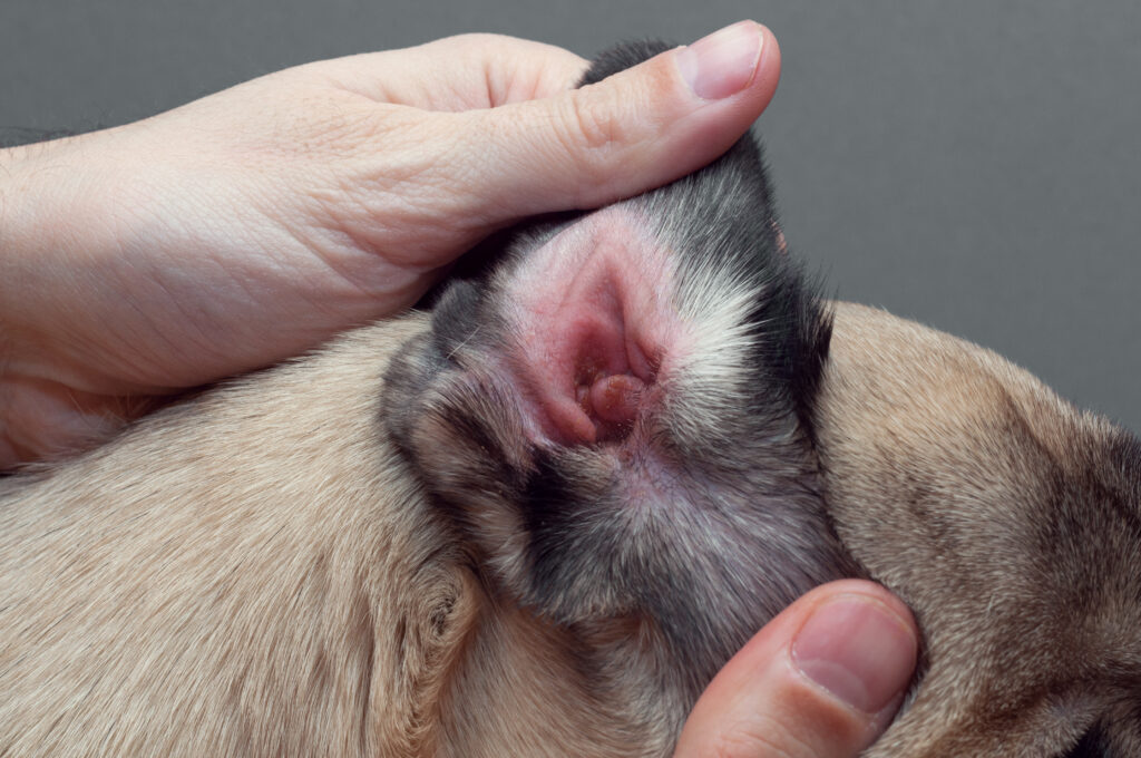 What Does Skin Cancer Look Like on a Dog