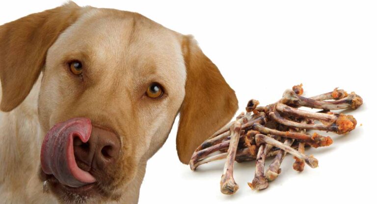What Happens If a Dog Eats a Chicken Bone