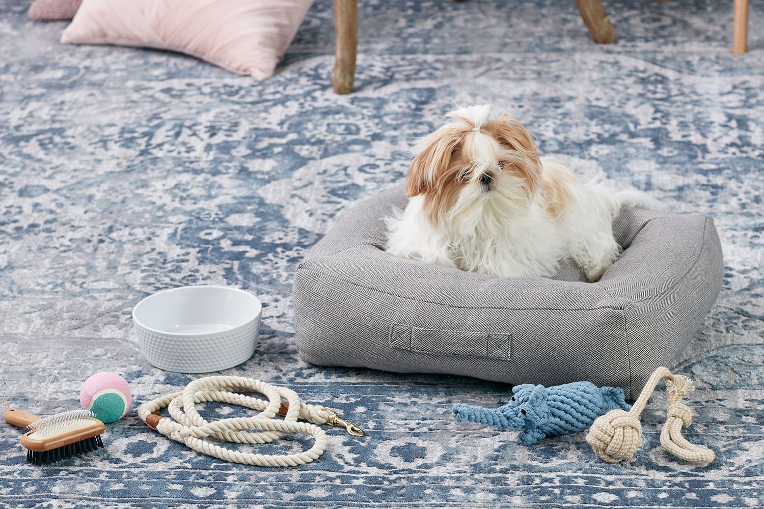What I Wish I Knew before Getting a Second Dog Essential Tips Dog Show TV