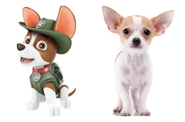 What Kind of Dog is Skye from Paw Patrol