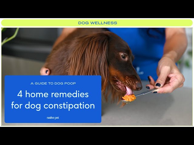 What to Give a Dog for Constipation Home Remedy