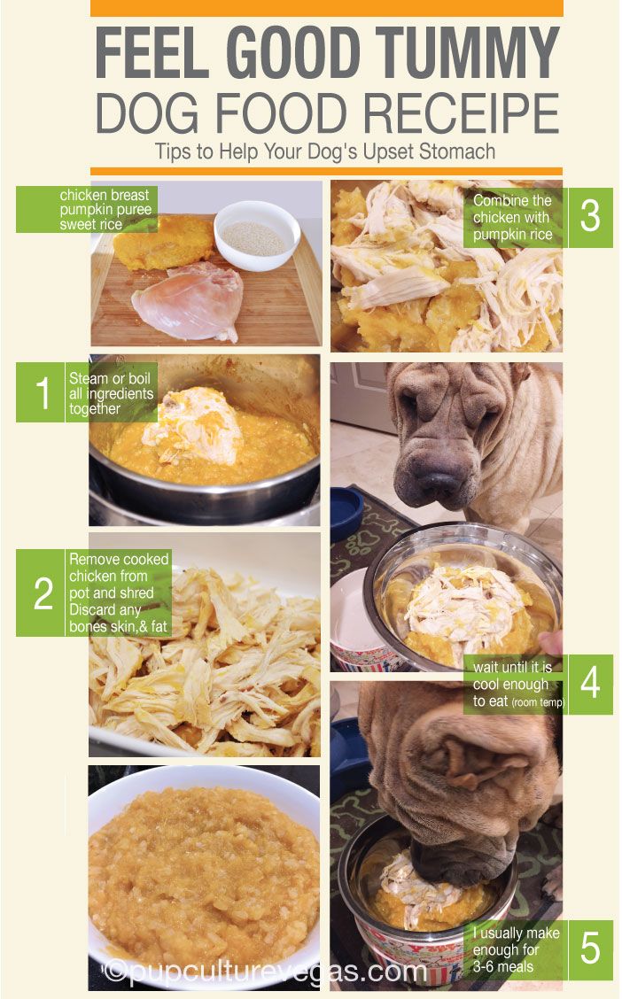 What to Give a Dog With an Upset Stomach
