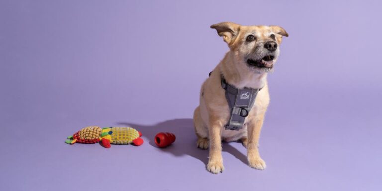 What Type of Collar is Best for Dog Training
