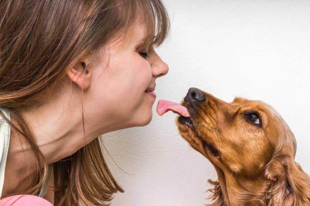 Why Do Dogs Lick You When You Pet Them