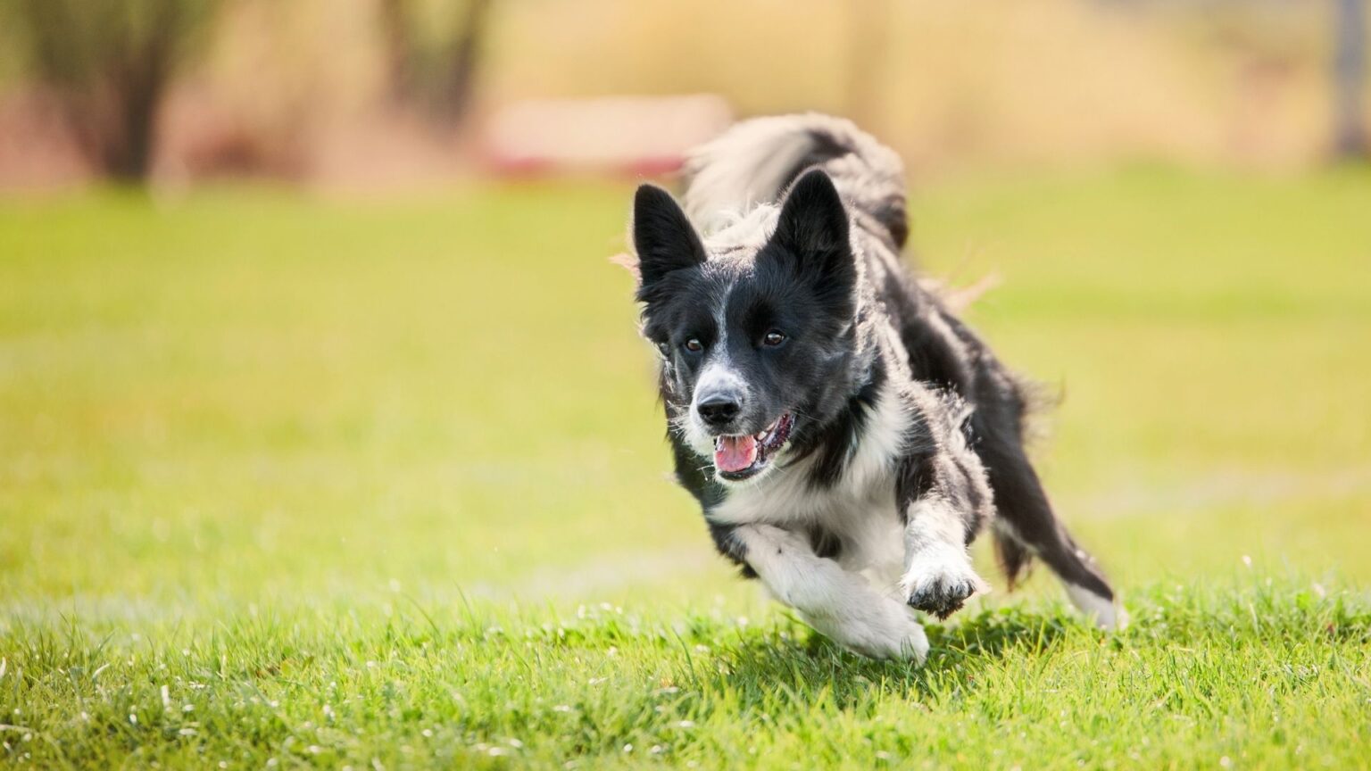 Why Do Dogs Walk in Circles before They Die Unveiling the Mystery