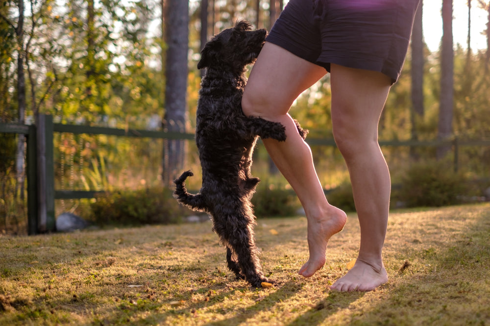 Why Does My Female Dog Hump My Male Dog