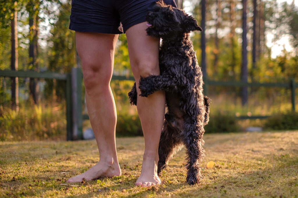 Why Does My Male Dog Hump My Other Male Dog