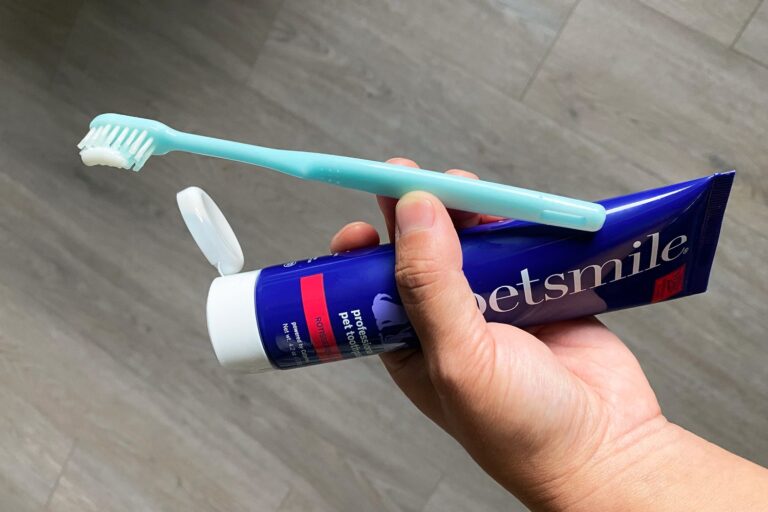 Can You Brush a Dog'S Teeth With Human Toothpaste