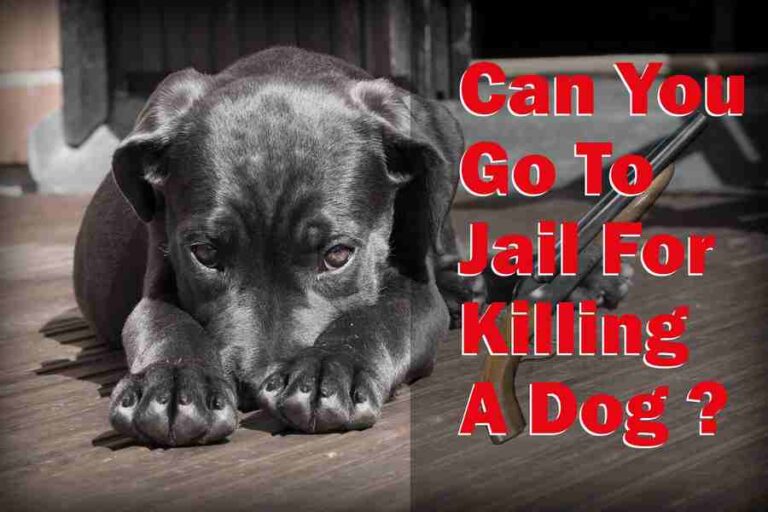 Can You Go to Jail for Killing a Dog