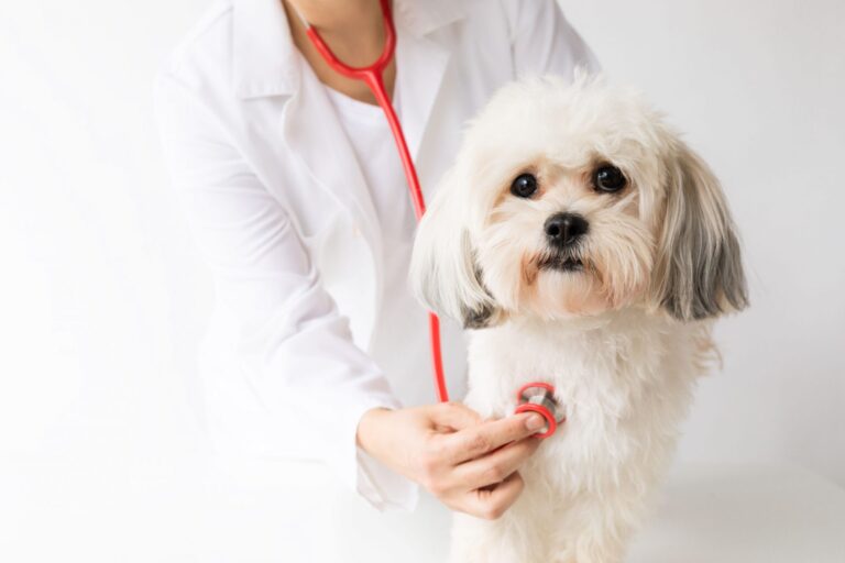 Do Dogs Need Flea And Tick Medicine Every Month