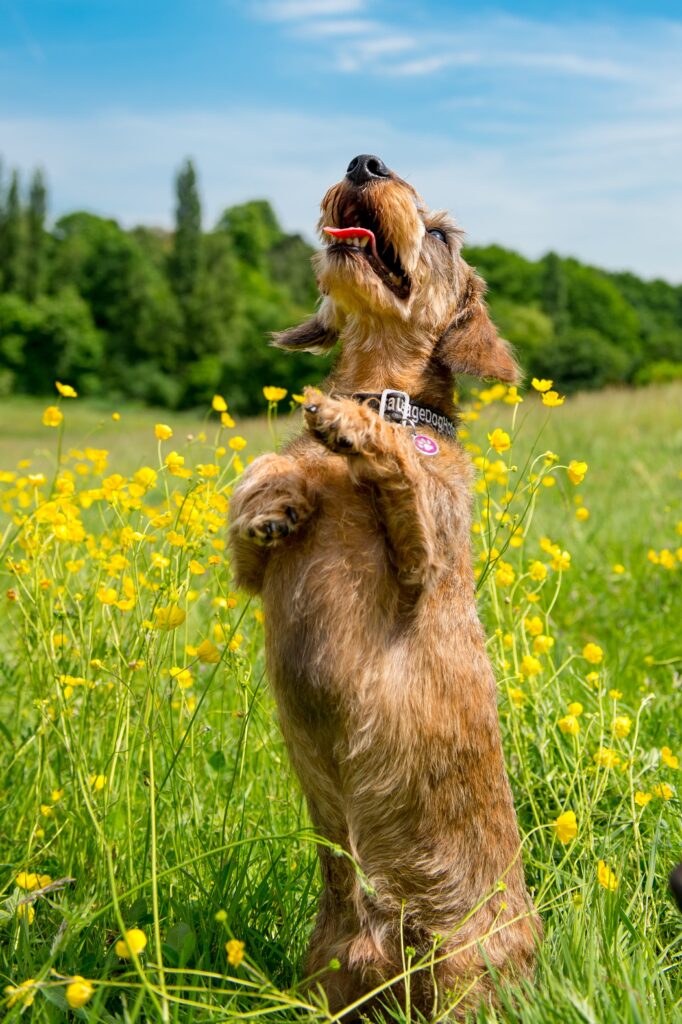 Does a Wet Nose Mean a Dog is Happy