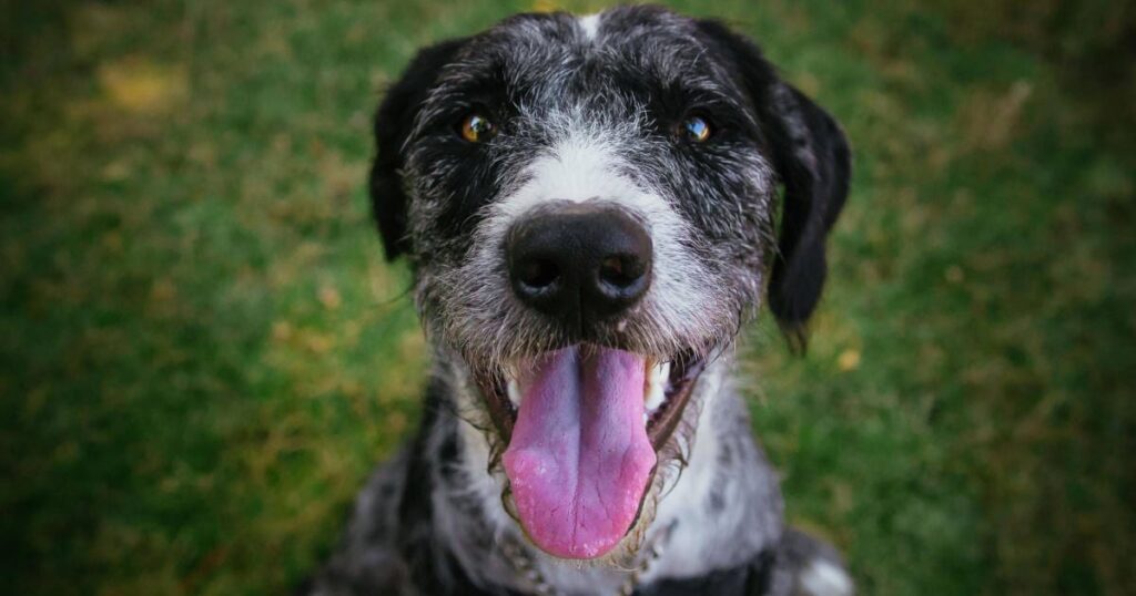 Dog Panting at Night And Drinking Lots of Water