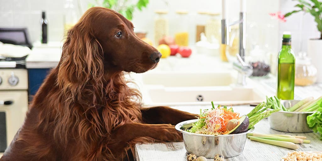 Dog Stopped Eating Dry Food But Eats Wet Food