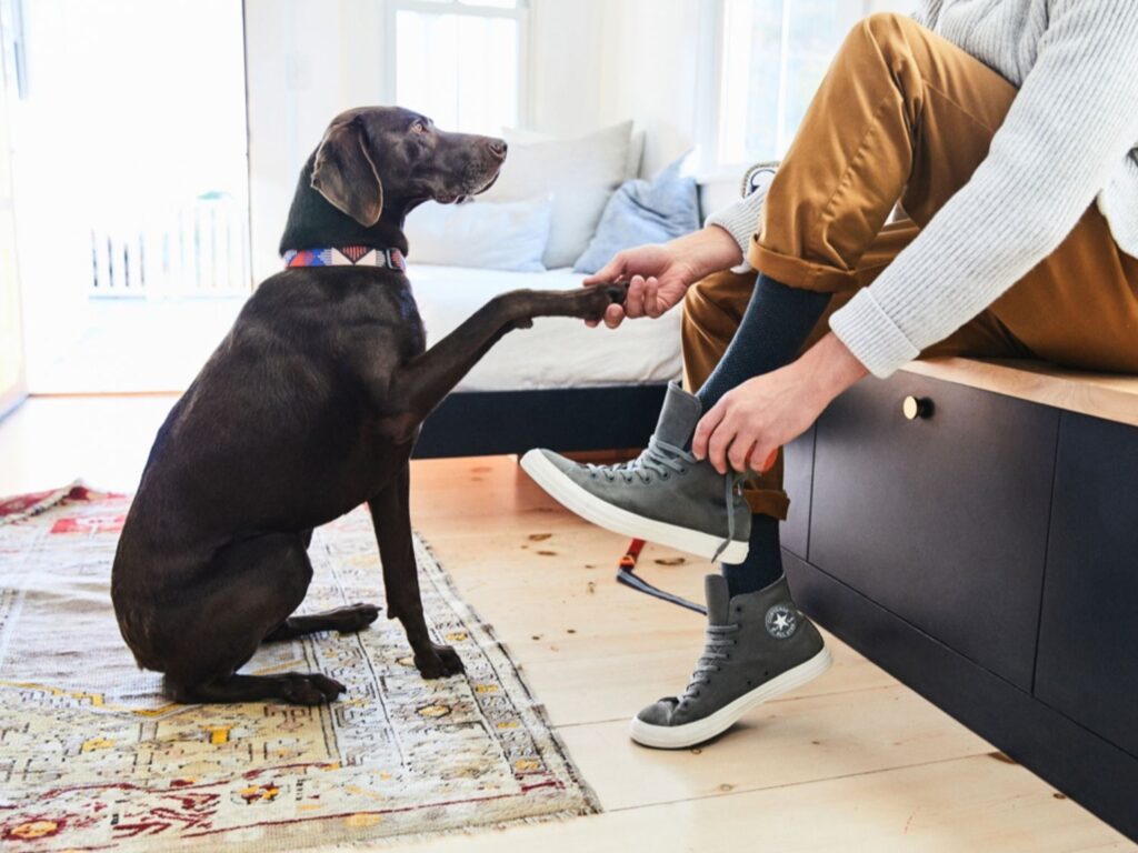 How Do I Get Dog Poop Out of Carpet