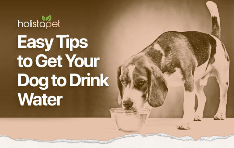 How Do I Get My Dog to Drink More Water