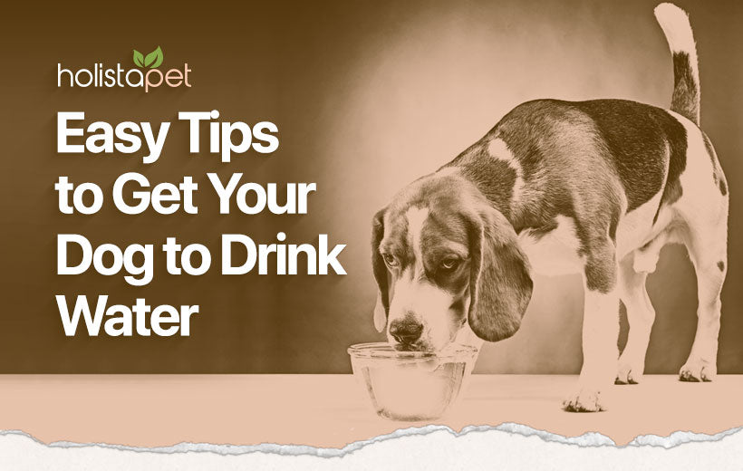 How Do I Get My Dog to Drink More Water