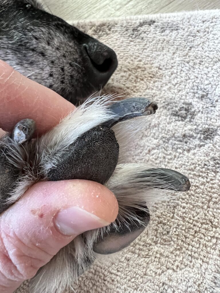 How Do You Cut a Dog'S Black Nails