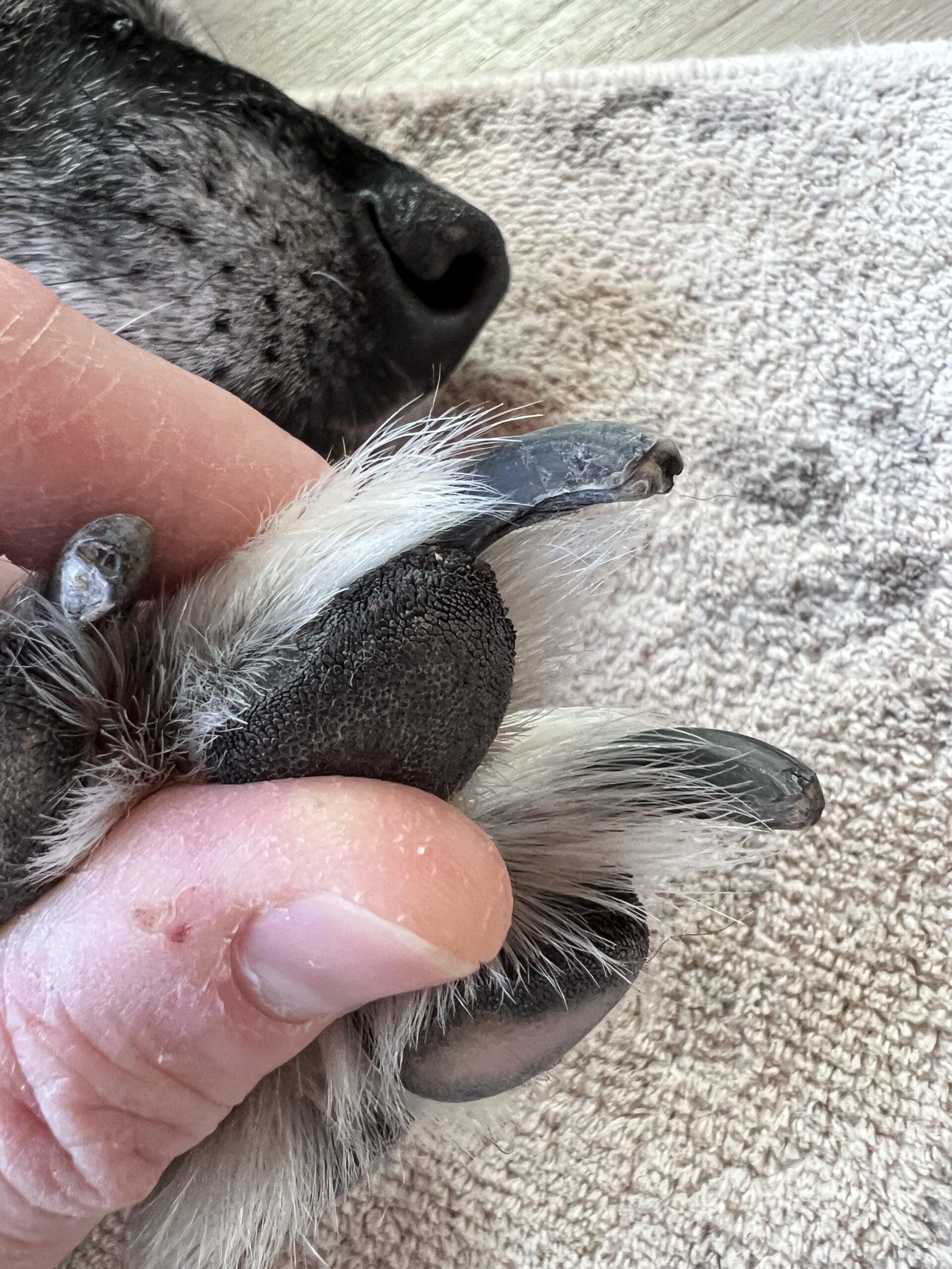 How Do You Cut a Dog'S Black Nails Expert Tips for Safe Trimming