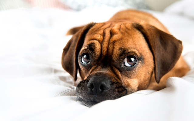 How Do You Know If Your Dog Has Rabies
