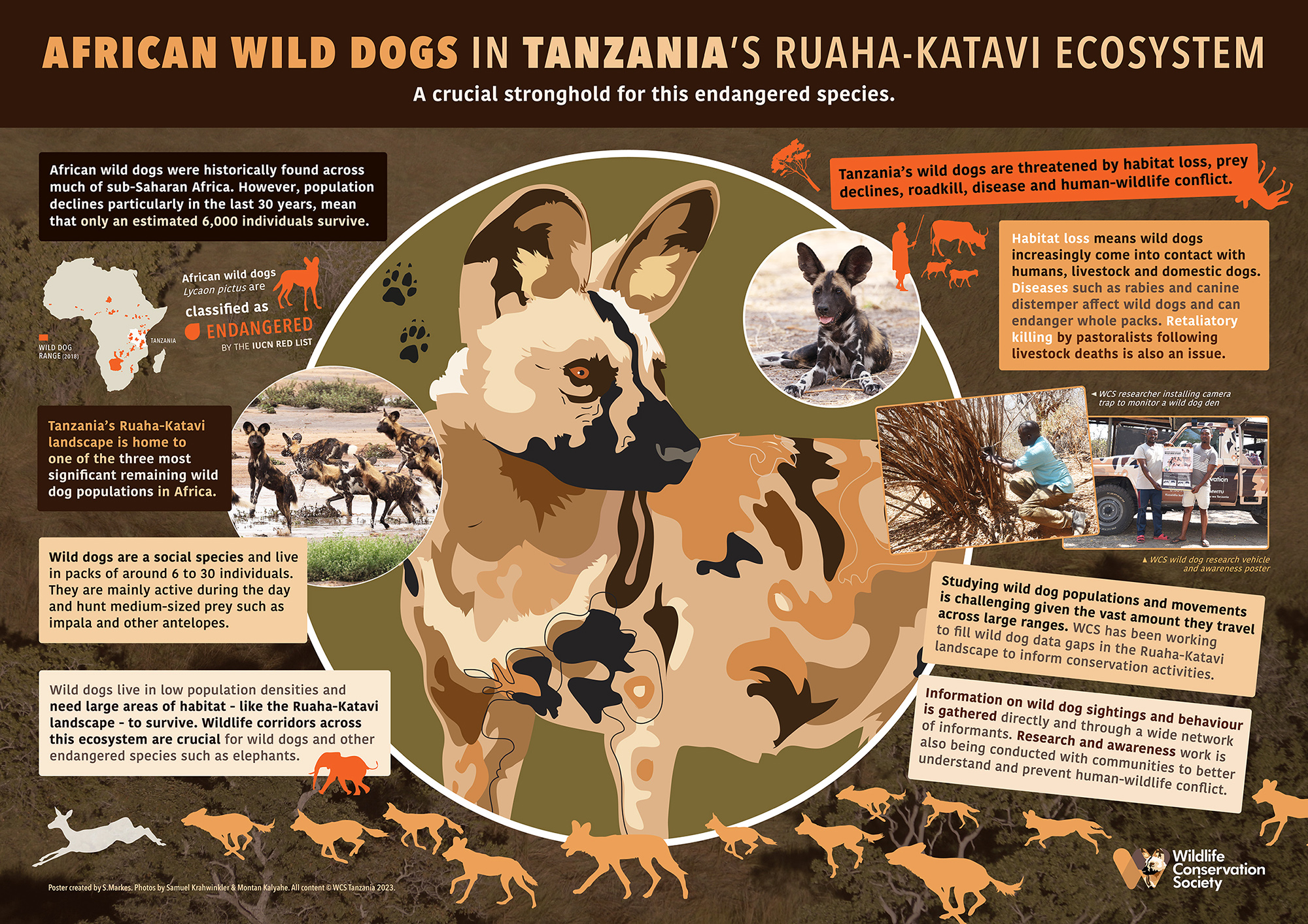 how-long-does-distemper-take-to-kill-a-dog-understanding-the-fatality