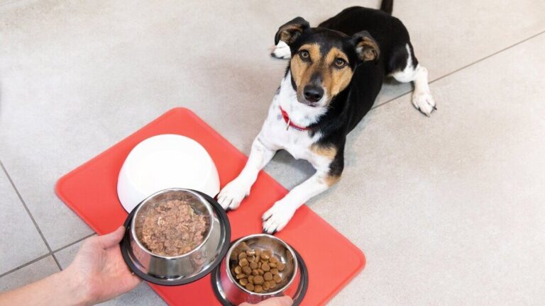 How Long Does It Take Dogs to Digest Food