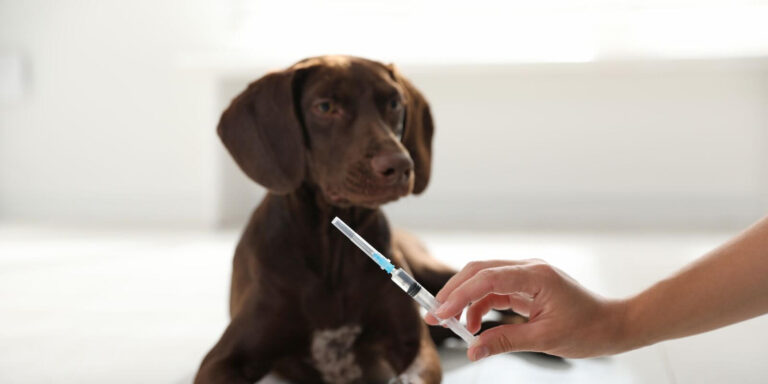 How Long is a Rabies Vaccine Good for in Dogs