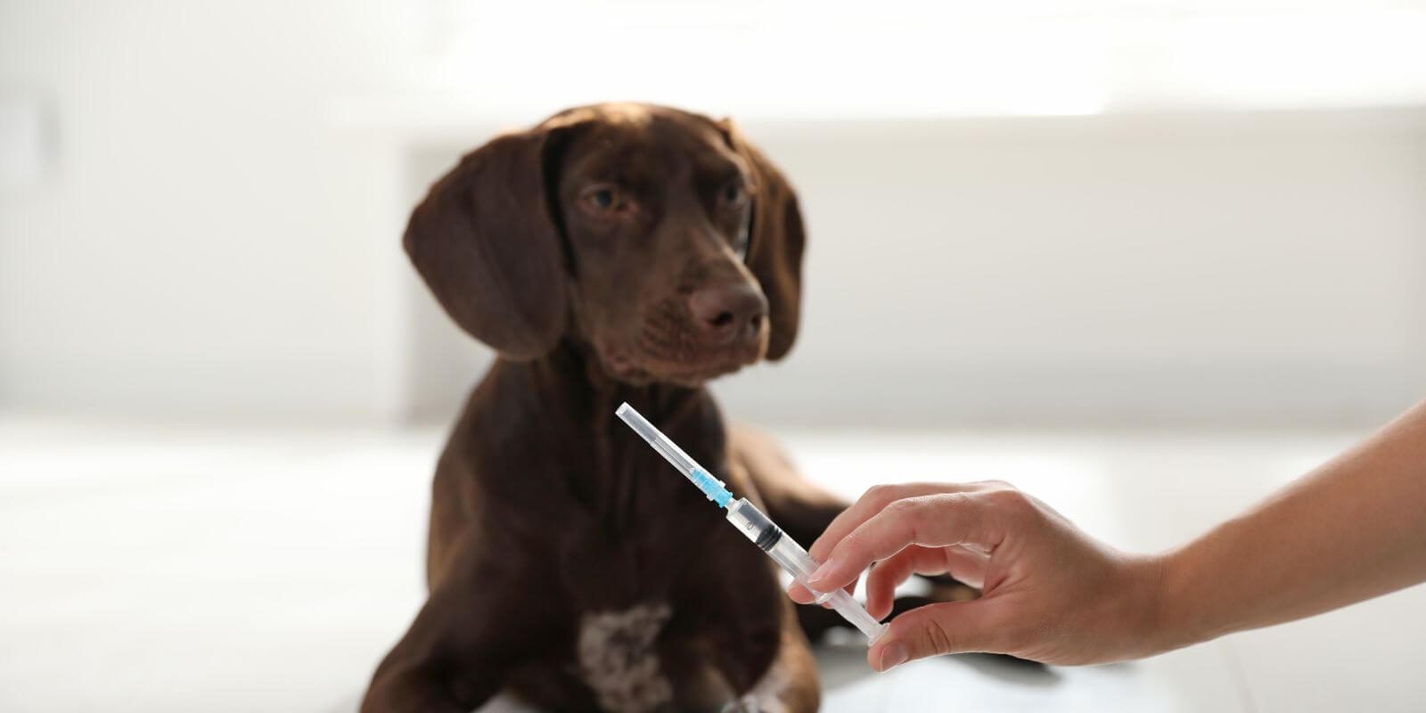 how-long-is-a-rabies-vaccine-good-for-in-dogs-maximizing-canine