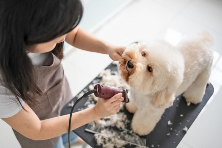 How Much Does It Cost to Groom a Dog