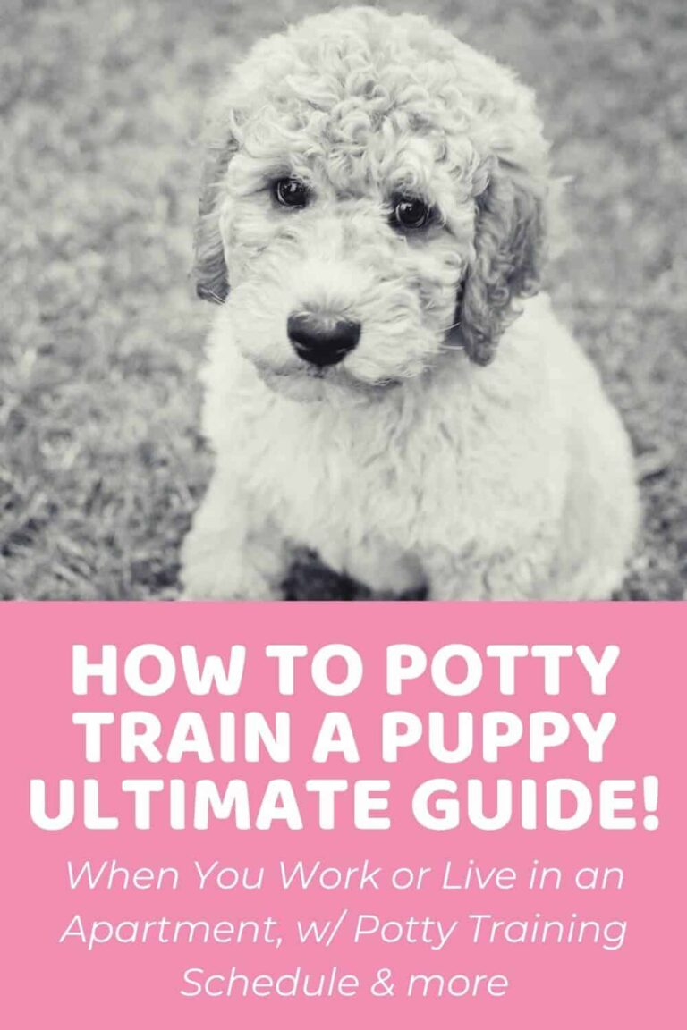 How Much Does It Cost to Train a Dog