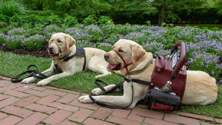 How Much Does It Cost to Train a Service Dog