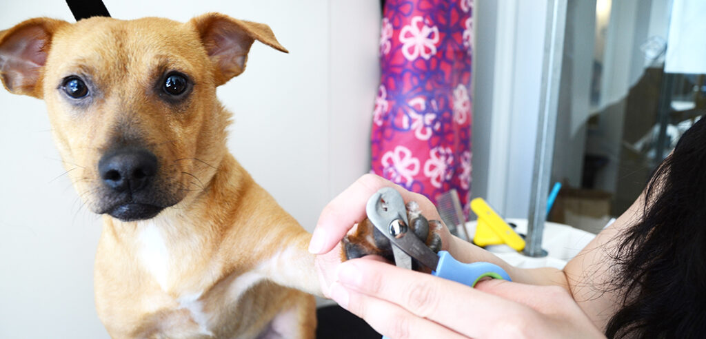 How Often Should I Trim My Dog'S Nails