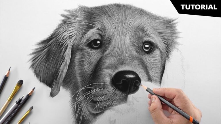 How to Draw a Dog by Step by Step
