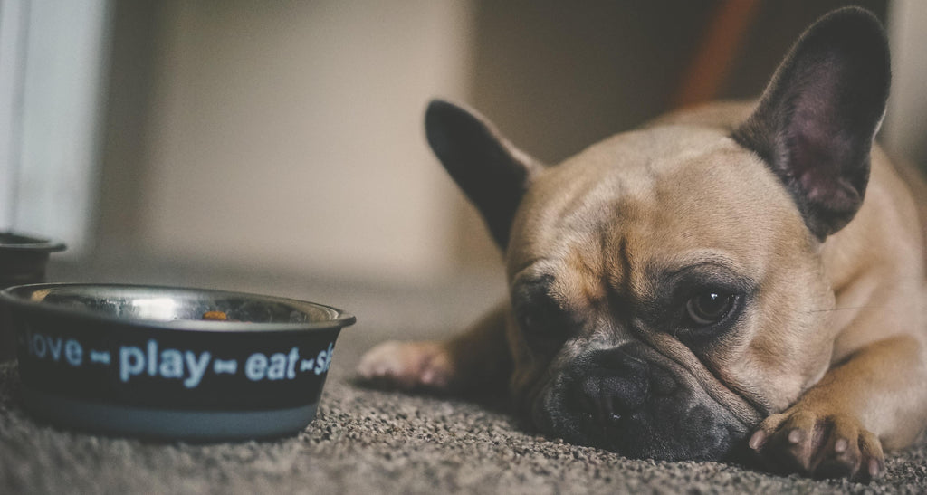 How to Force Feed a Dog Who Won'T Eat