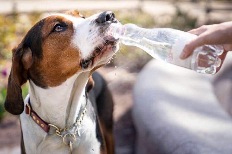 How to Get a Sick Dog to Drink Water