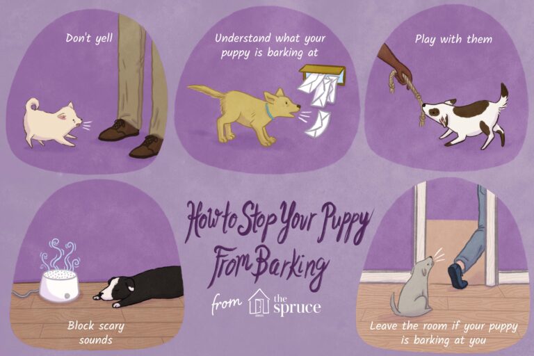 How to Get Dog to Stop Barking at People