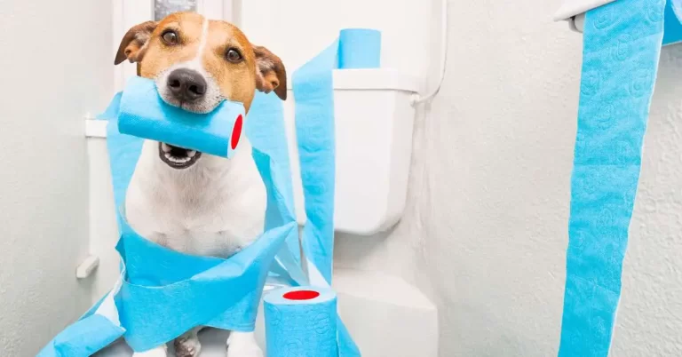 How to Get Dogs to Stop Peeing in the House