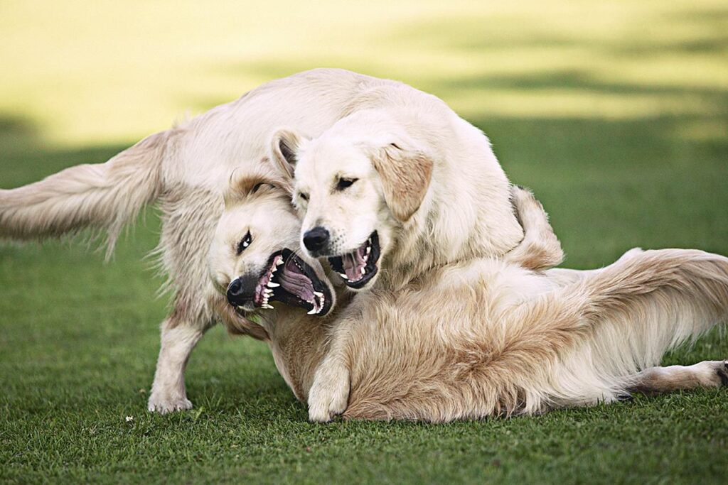 How to Tell If Dogs are Playing Or Fighting