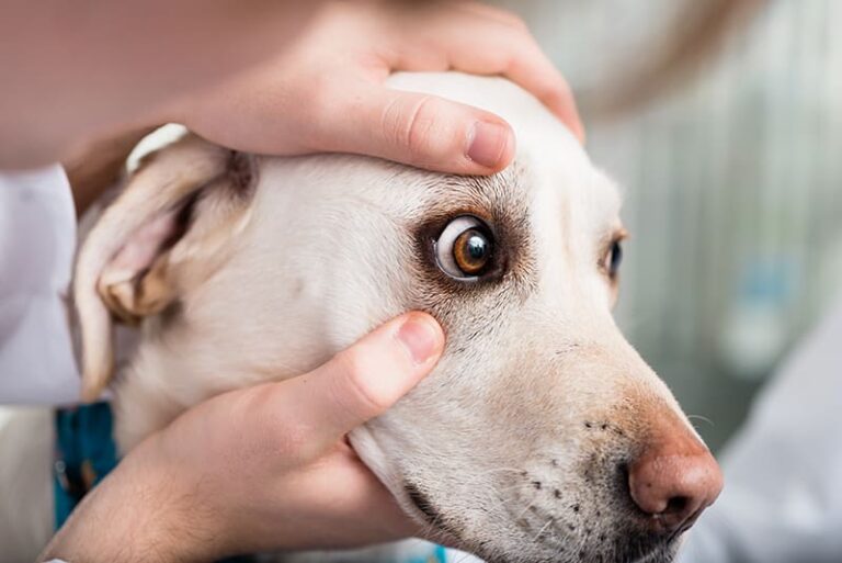How to Tell If Your Dog is Going Blind