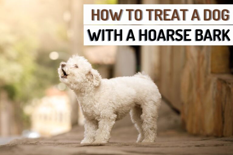 How to Treat a Dog With a Hoarse Bark