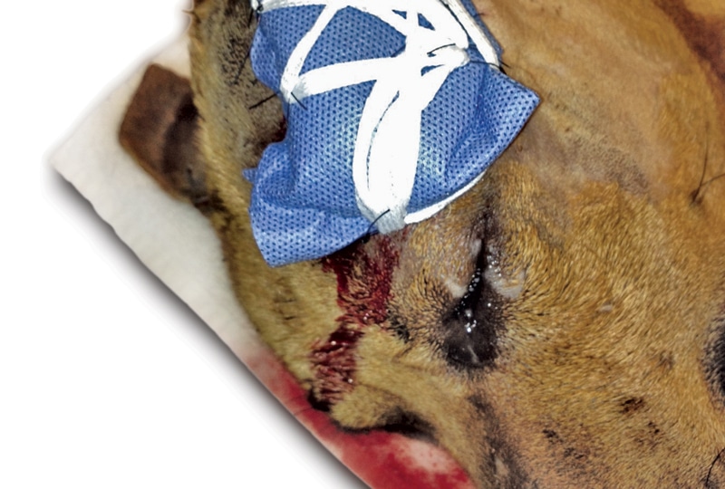 How to Treat an Open Wound on a Dog