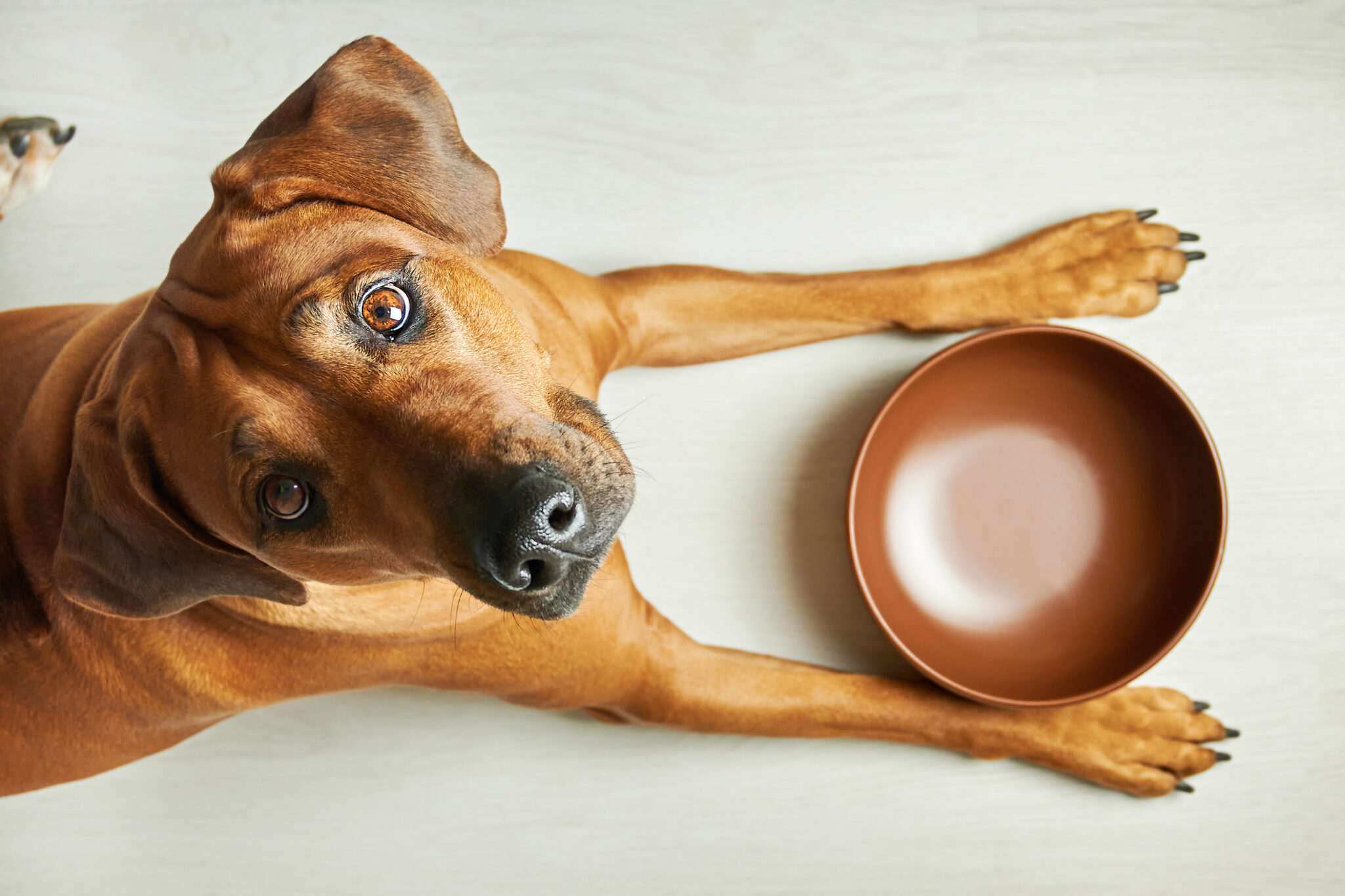 Is It Bad If a Dog Eats Its Own Vomit : Understanding the Risks 