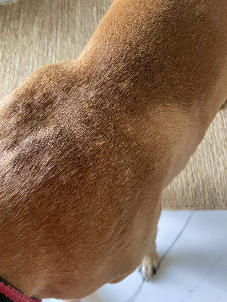 My Dog Has Bumps under Her Fur on Her Back