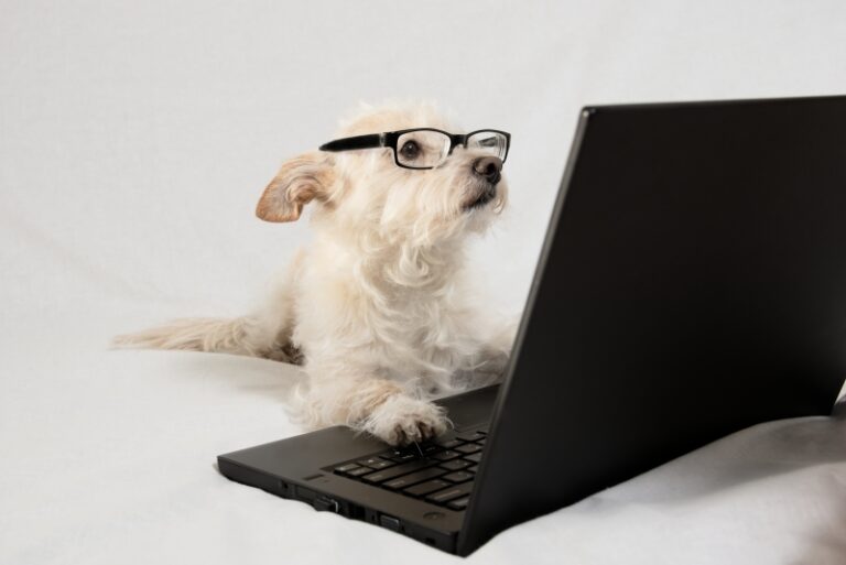 On the Internet Nobody Knows You Re a Dog