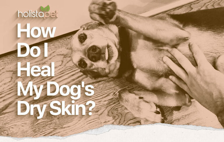 What Can I Put on My Dog for Dry Skin