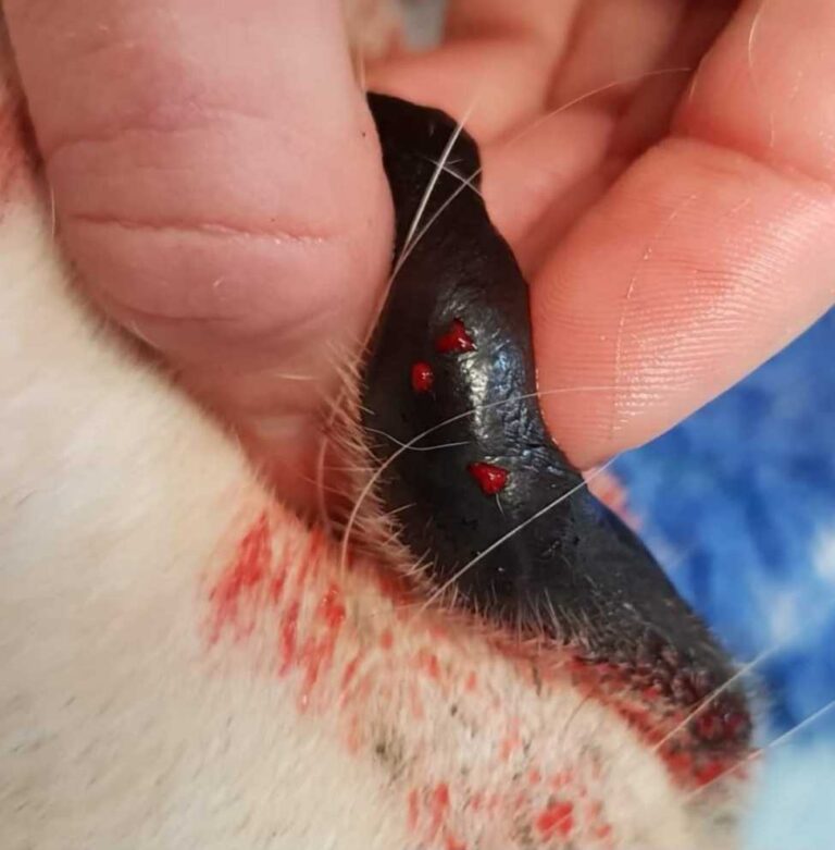 What Does a Snake Bite Look Like on a Dog