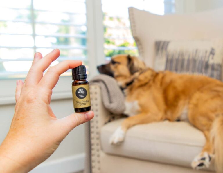 What Essential Oils are Safe to Diffuse around Dogs