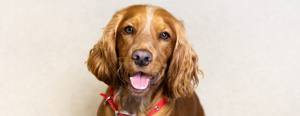 What Happens If You Cut a Dog'S Whiskers