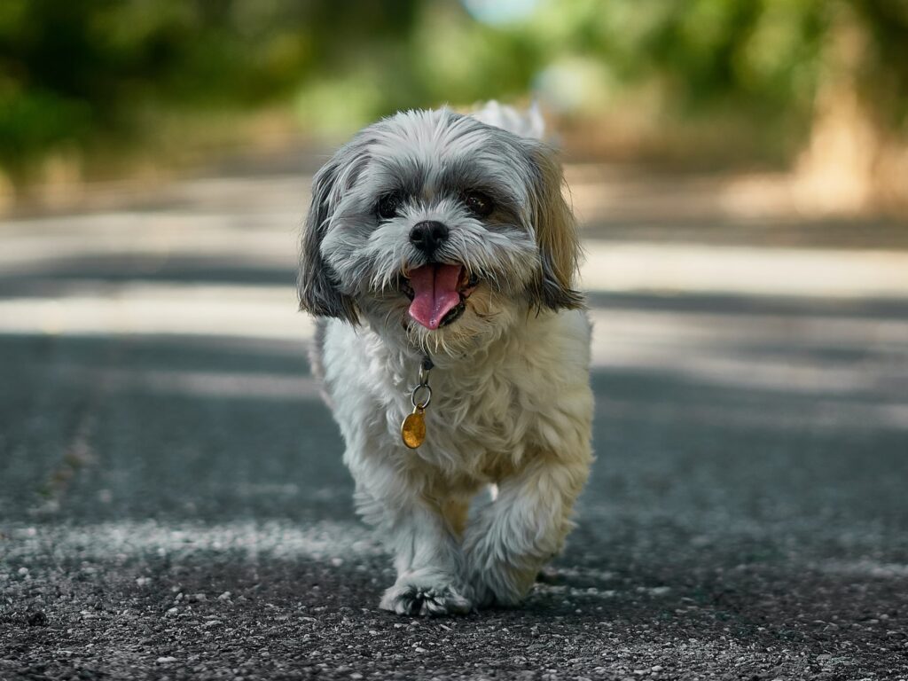 What is a Normal Heart Rate for a Dog