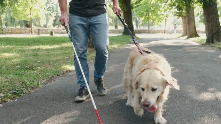 What Questions Can You Ask About a Service Dog